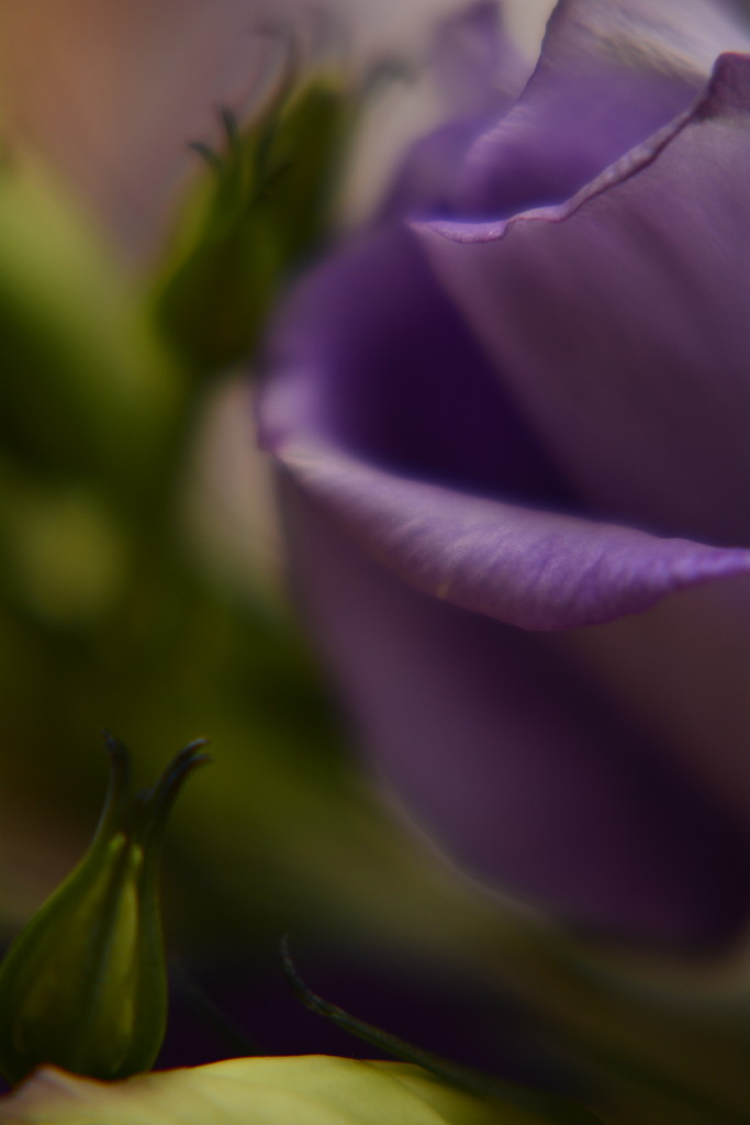 Lisianthus petals and buds by ziggy77
