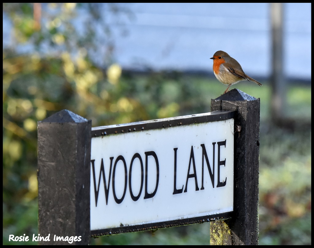 Wood Lane Robin by rosiekind