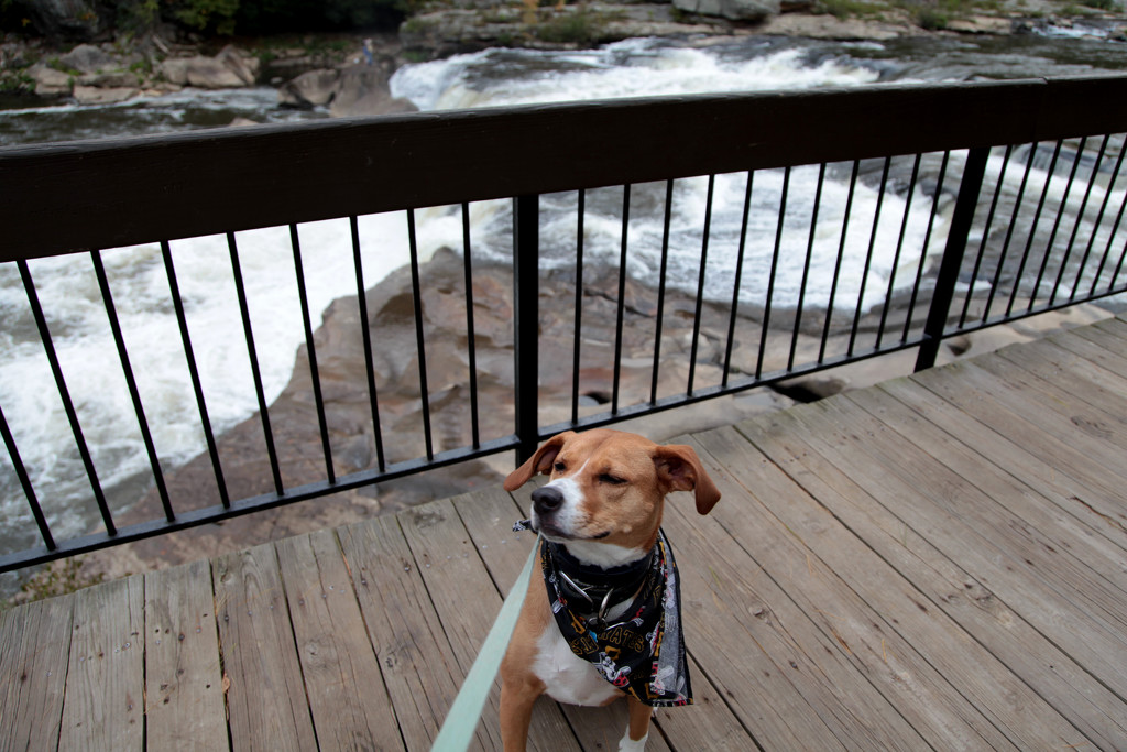Lucy at Ohiopyle by steelcityfox