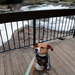 Lucy at Ohiopyle by steelcityfox