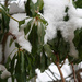 Pieris with snow on it by mittens