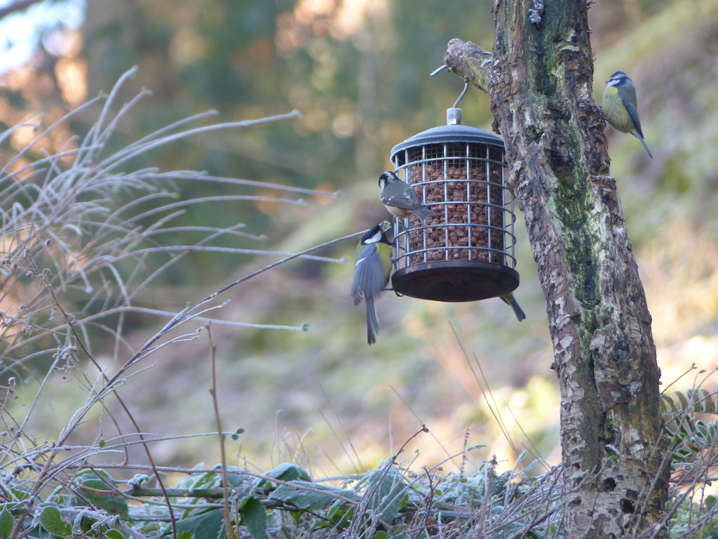 Great Tit, Coal Tit, Blue Tit (left to right) by susiemc
