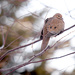 Dove resting in tree! by fayefaye
