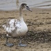 Day 23 - Juvenile Mute Swan by wag864
