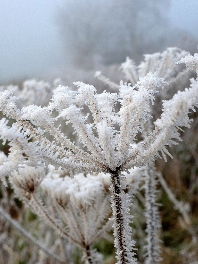 Frosted Cow-parsley.....  by snowy