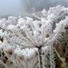 Frosted Cow-parsley.....  by snowy