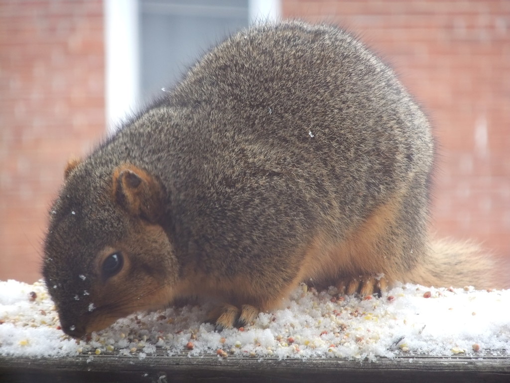 Fat n' Sassy Squirrel by gratitudeyear