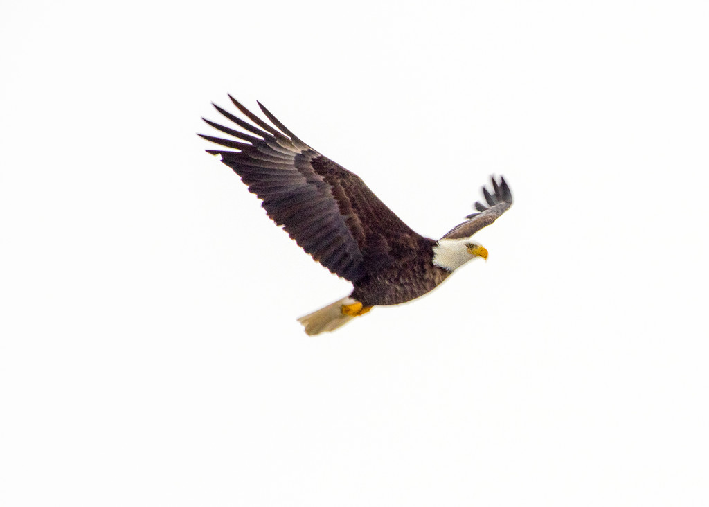 Adult Bald Eagle Flying by rminer