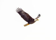 22nd Jan 2016 - Adult Bald Eagle Flying