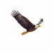 Adult Bald Eagle Flying by rminer