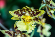 21st Jan 2016 - Odontocidium Orchid