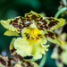 Odontocidium Orchid by rminer
