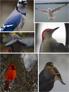 23rd Jan 2016 - bird collage