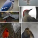bird collage by amyk