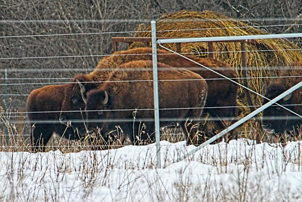 American Bison by tosee