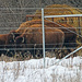 American Bison by tosee