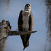 Osprey Keeping Watch! by rickster549