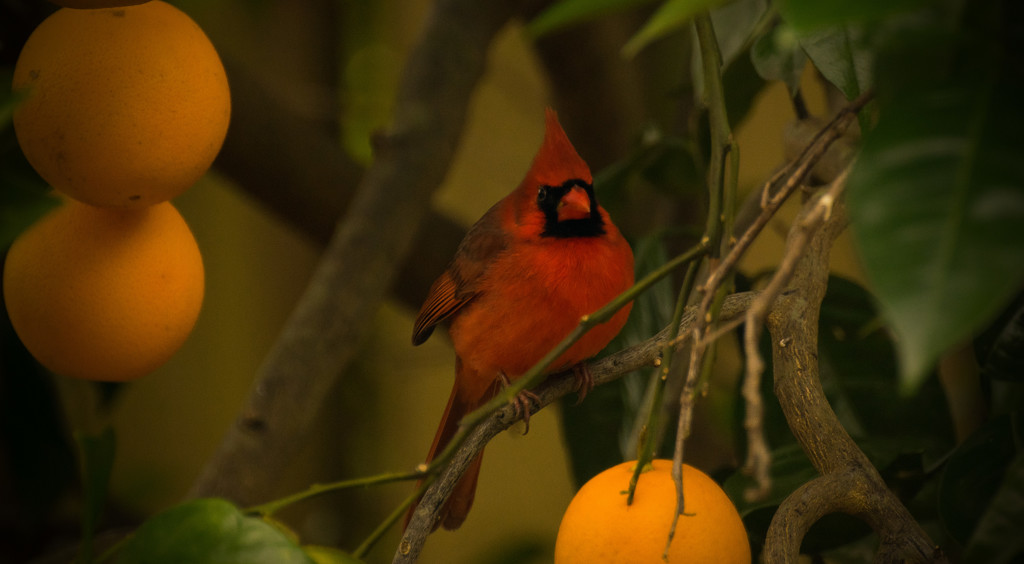 Cardinal in the orange tree! by rickster549