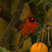 Cardinal in the orange tree! by rickster549