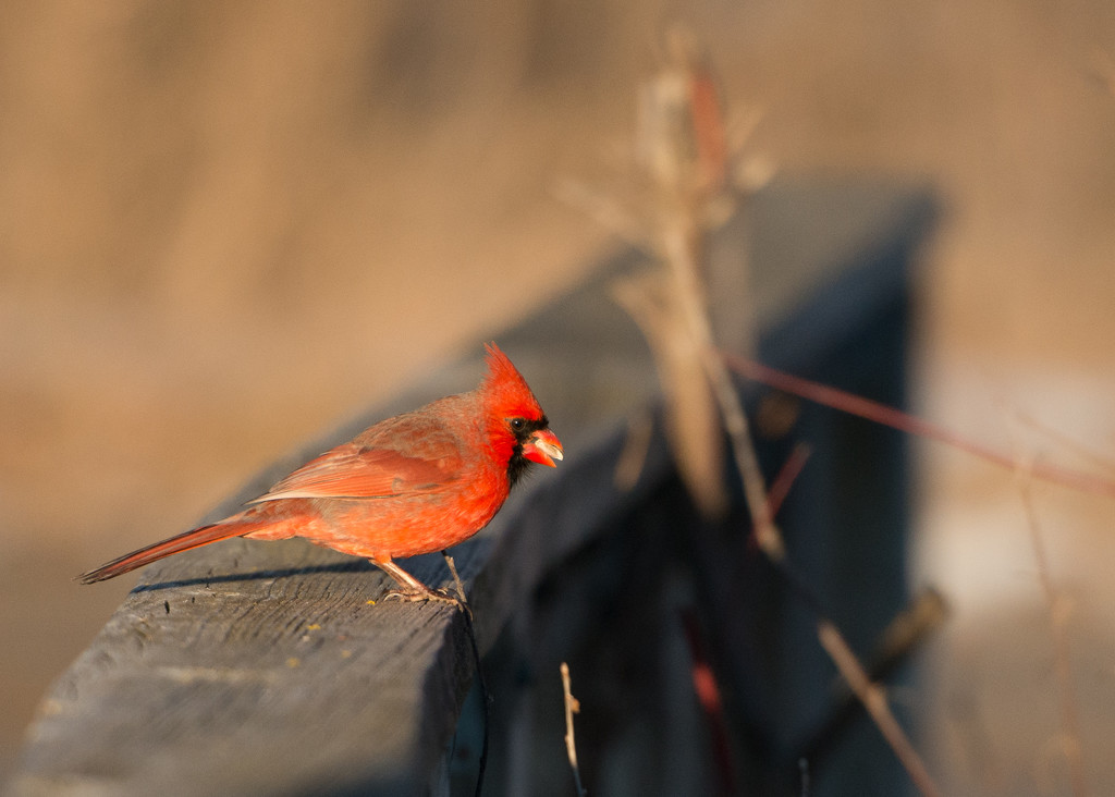 Love Cardinal's by dridsdale
