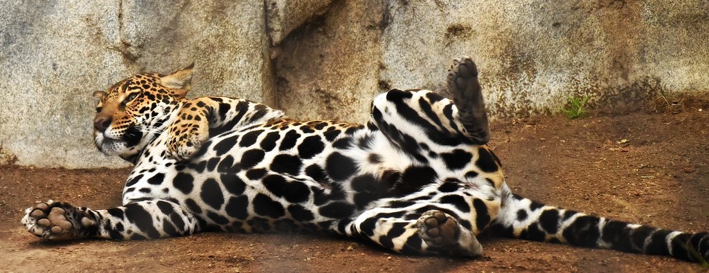 Jaguar Belly by joysfocus