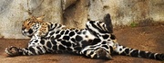 22nd Jan 2016 - Jaguar Belly