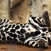 Jaguar Belly by joysfocus