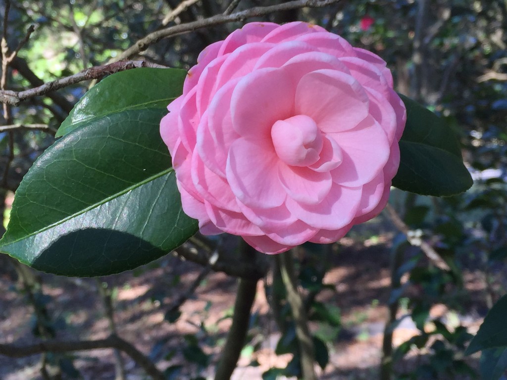 Camellia by congaree