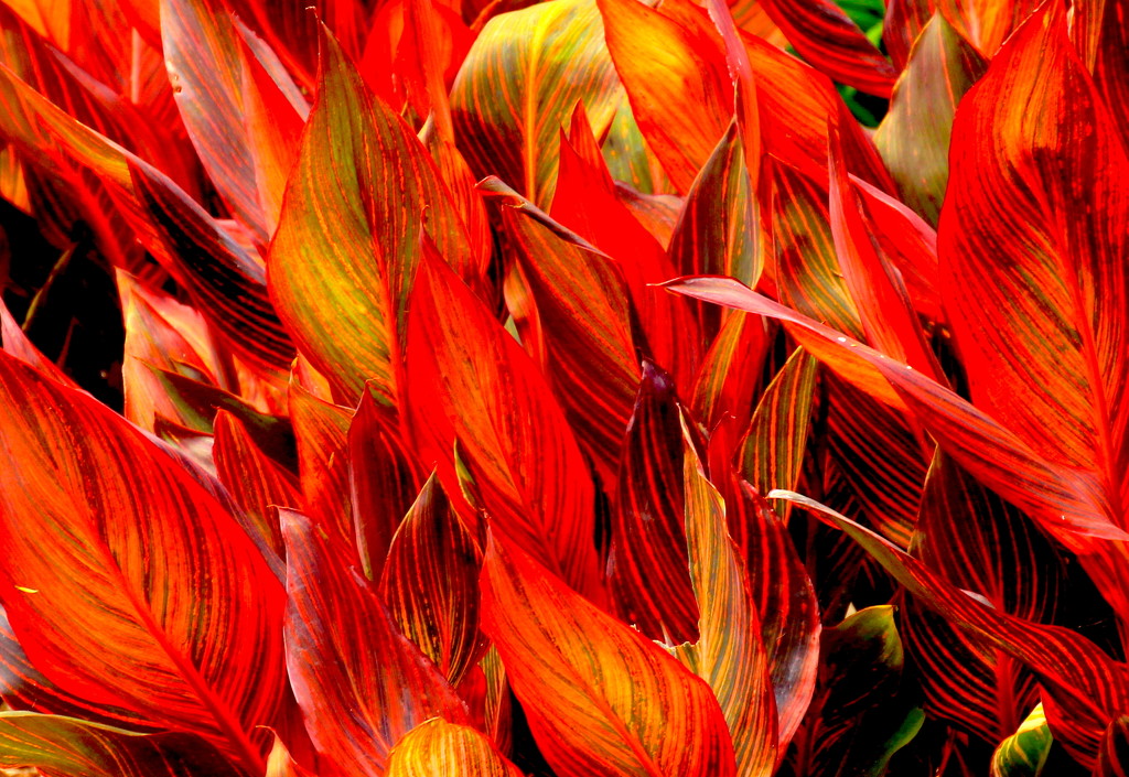 Red foliage by kiwinanna