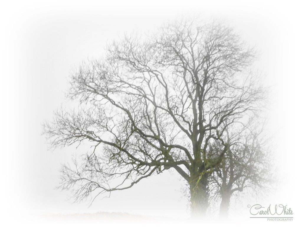 Half-Hidden In The Mist by carolmw