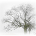 Half-Hidden In The Mist by carolmw