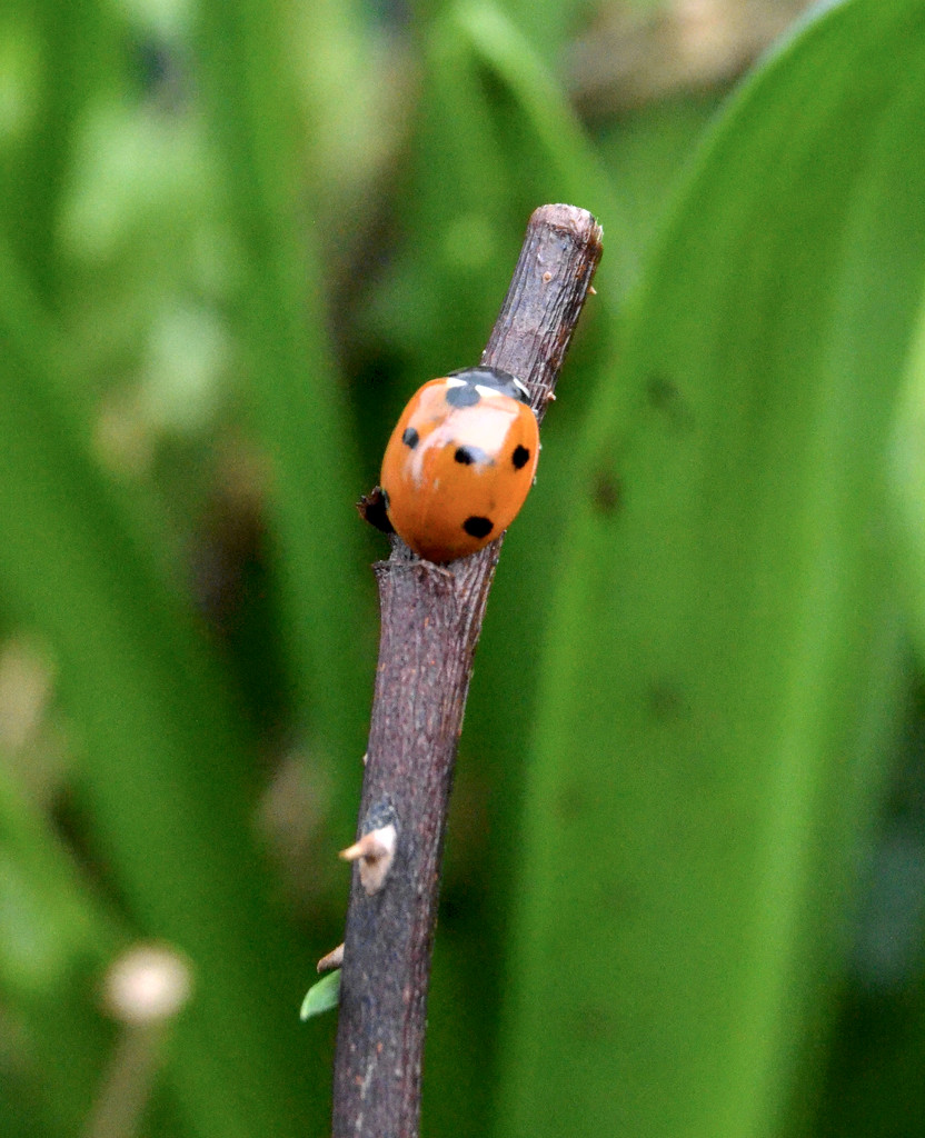 Another Ladybird by arkensiel