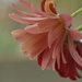 Chrysanthemums  by ziggy77