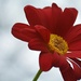 Red Chrysanthemum by ziggy77