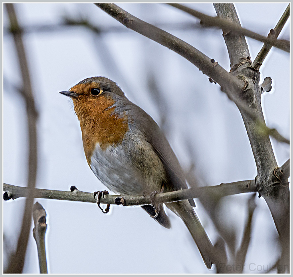 Robin-1 by pcoulson
