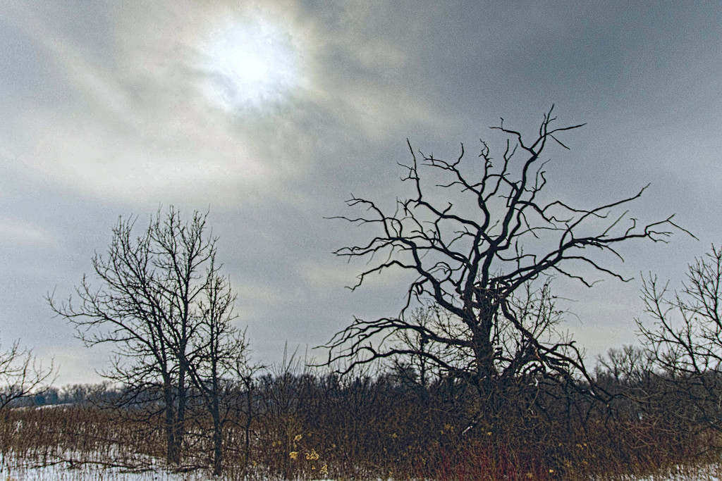 Burl Oak in Winter by tosee