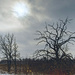 Burl Oak in Winter by tosee