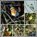 Birds of Wood Lane MFPIAC39 by rosiekind