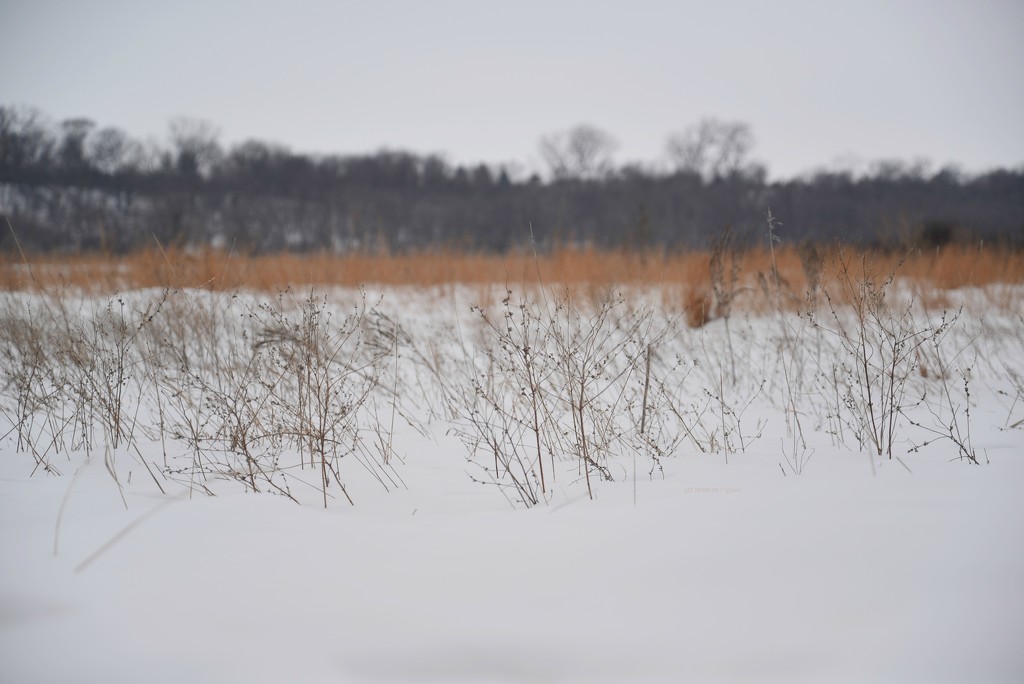 prairie... by earthbeone