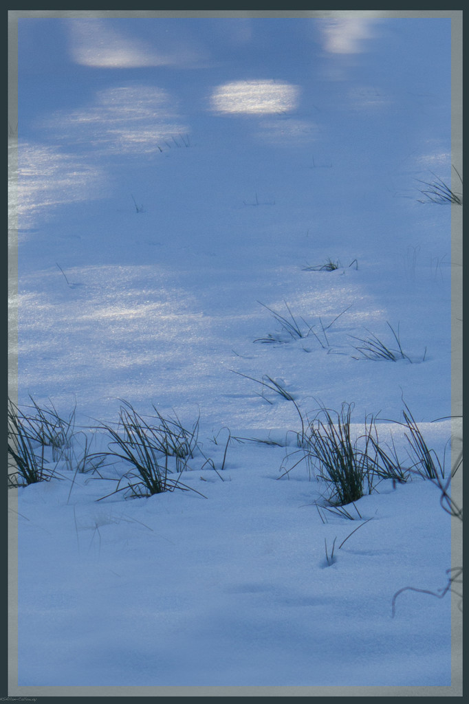 grass in the snow by randystreat
