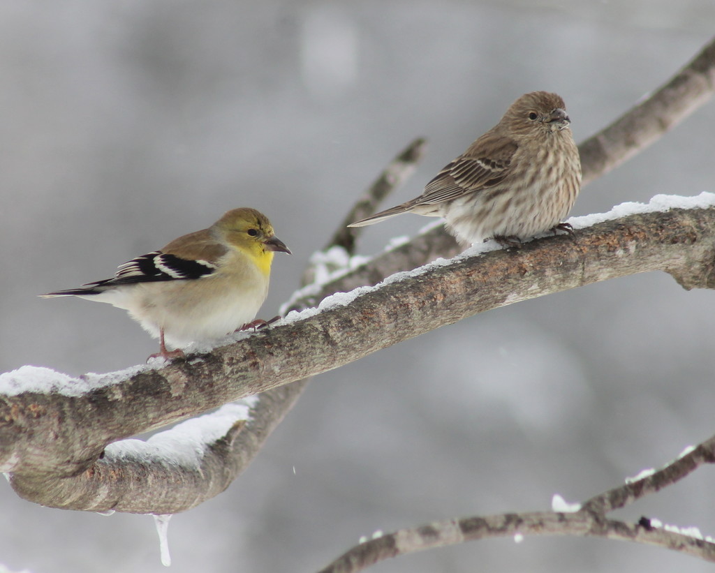 Goldfinch mates by cjwhite
