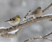 24th Jan 2016 - Goldfinch mates