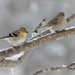 Goldfinch mates by cjwhite