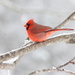 Snowy Red by cjwhite