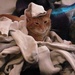 Helping With Laundry by julie