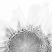 Sunflower in black and white  by nicolecampbell