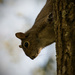 Squirrel checking me out! by rickster549