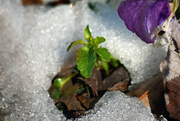 24th Jan 2016 - Pansies Emerging from the Melting Snow