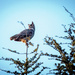 Great Horned Owl At Dusk by elatedpixie