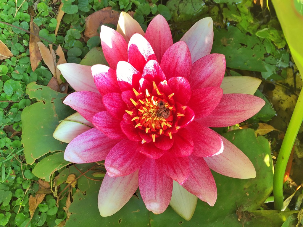 Our own water lily  by teodw